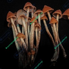 Psilocybe Yungensis Magic Mushroom Spores