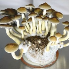 Aztec God Magic Mushroom Spores